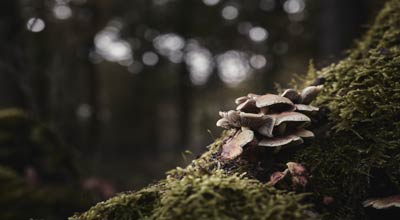 Mushrooms on a tree